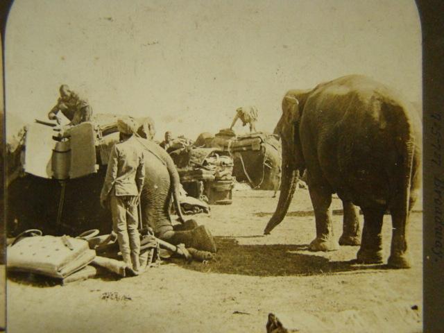 Army Elephants of India - 1901