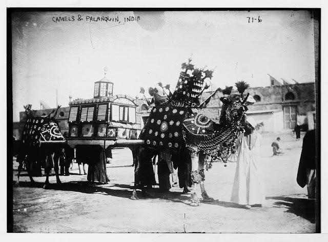 Camels and palanquin, India