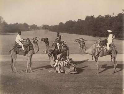 Camels at Baroda - 1895