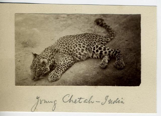 Cheetah Cub - India 1880's