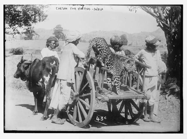 Chetah on cart, used for hunting