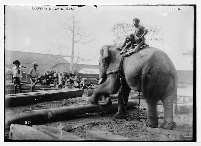 Elephant at Work - India