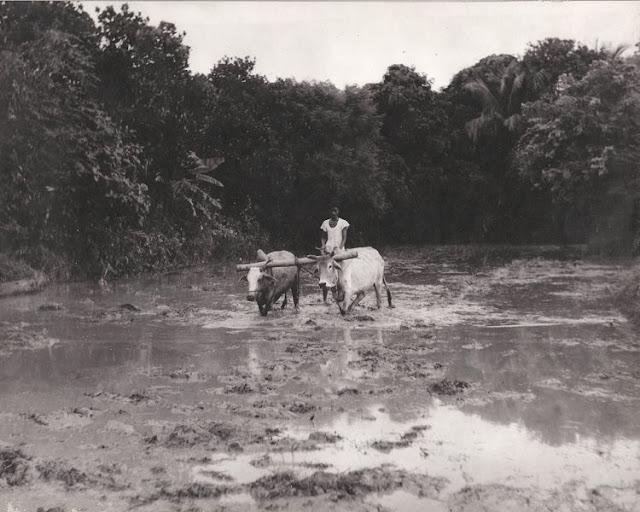 Farmer in Muddy Field with Oxen - Vintage Agricultural Photograph, India, 1940's