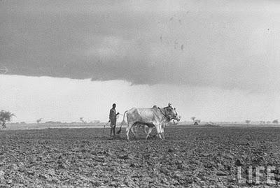 Farmer turning seed under in his soaked field as new rainstorm approaches - 1951
