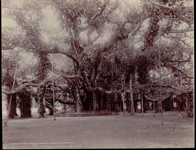 Great Banyan Tree at Botanical Gardens in Howrah