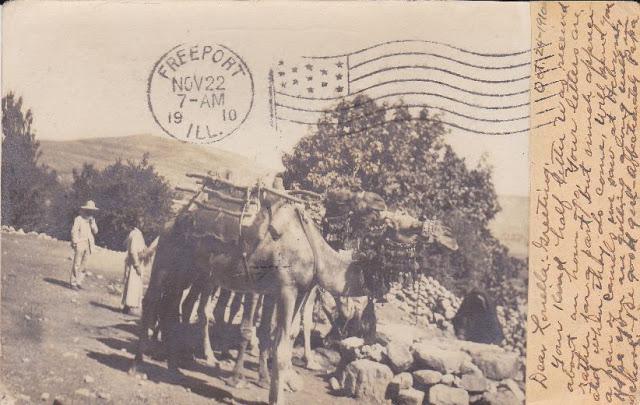 Indian Camels - Old Postcard 1910