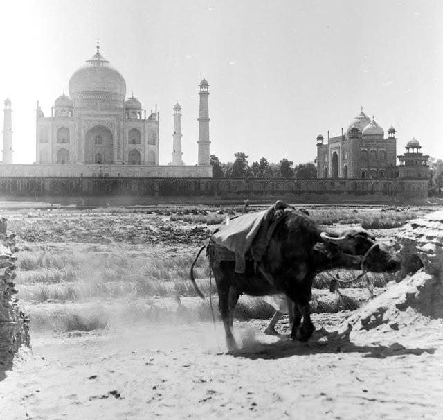 In the forefront a water buffalo stands beside a tilled field, in the background the rear of the Taj Mahal and a small mosque also in the grounds - c1950's