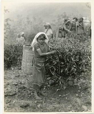 Tea-pickers, a photo from the 1930's
