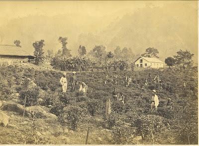 Tea pickers and owners, Darjeeling, c.1880's