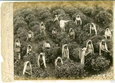 Tea Pickers of Columbo Srilanka - 1880's