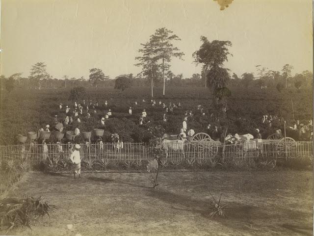 Tea Plantation, Processing Plant, Bunglow and Horse Carriage - Sibsagar, Assam c1880's