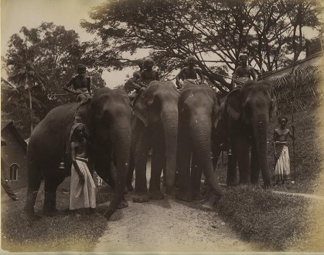 Vintage Photographs of Captive Elephants in India - c1880's