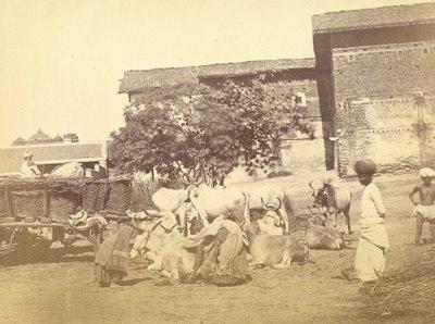 Women gathering cowdung, Ahmadabad